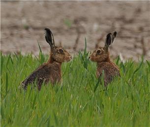 Wildlife in your garden